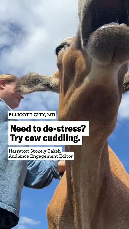 Need to de-stress? Try cow cuddling