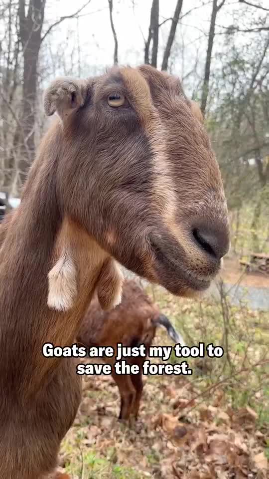 The small herd decimates invasive vines that choke a campus forest.