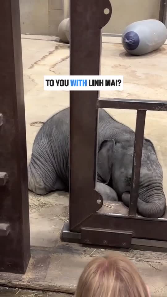 Behind the scenes with Linh Mai, the National Zoo’s beloved baby elephant
