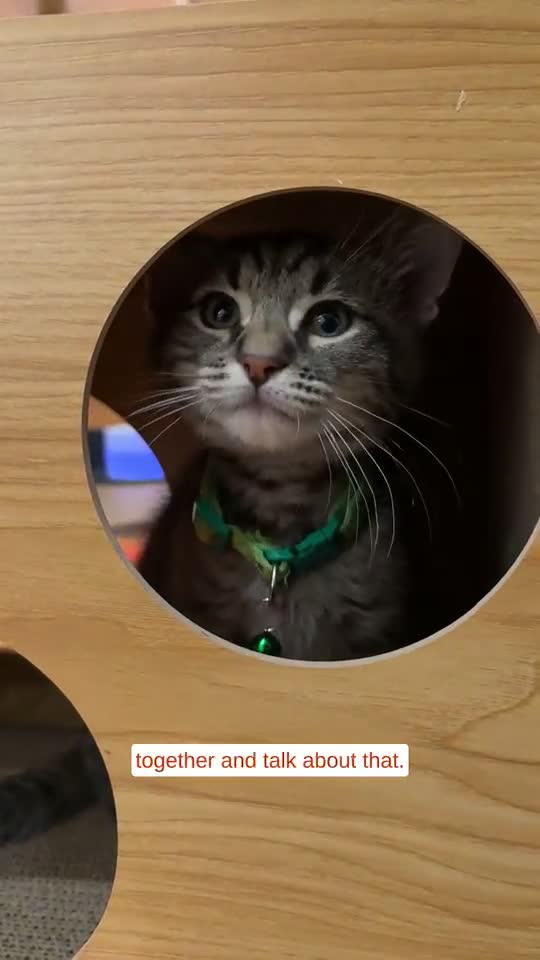 Coffee, kittens and disco: New Baltimore cat cafe aims to charm