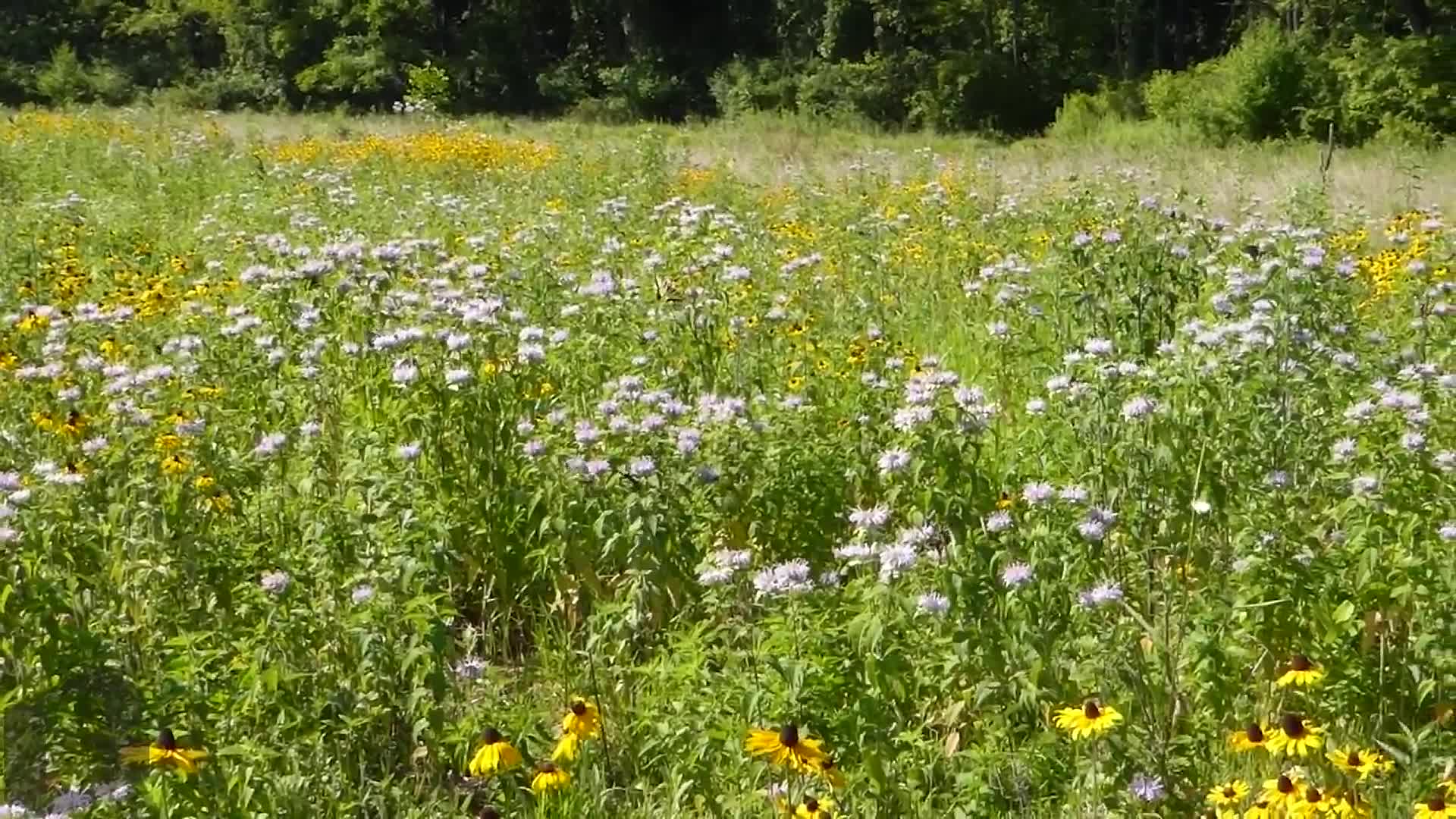 A wildflower meadow was mistakenly mowed down