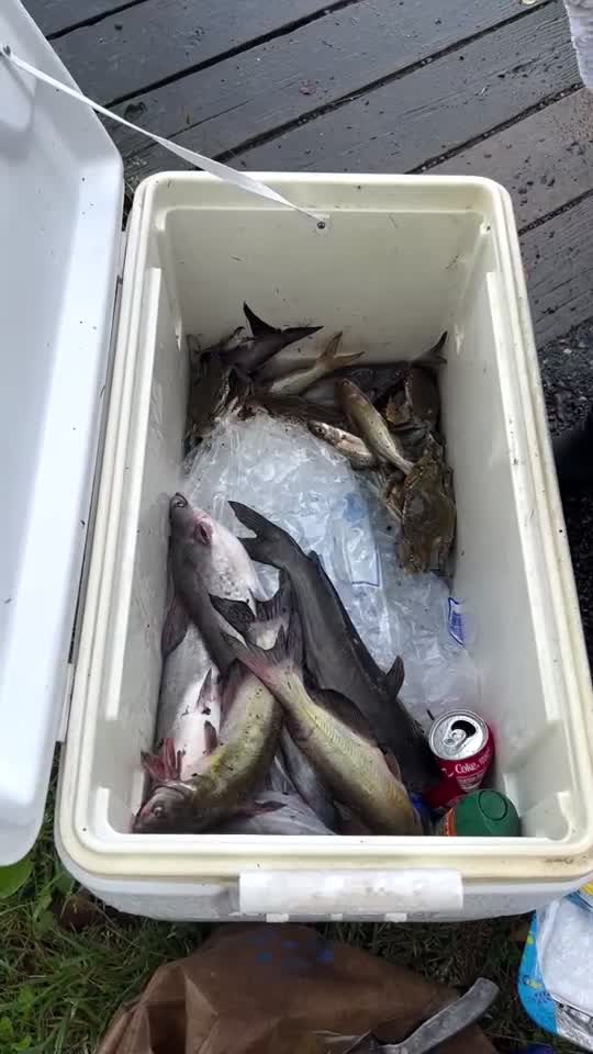 Catch blue catfish and win prizes? Welcome to the Nanticoke River Invasive Fishing Derby.