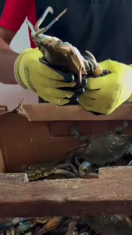 Inside the 1,100-mile network feeding Maryland’s crab frenzy