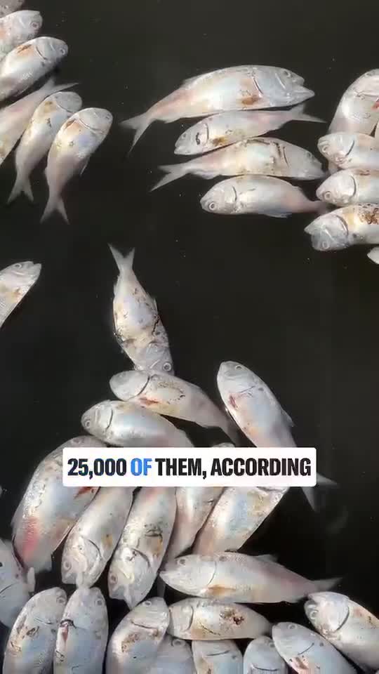 Dead fish in the Baltimore harbor