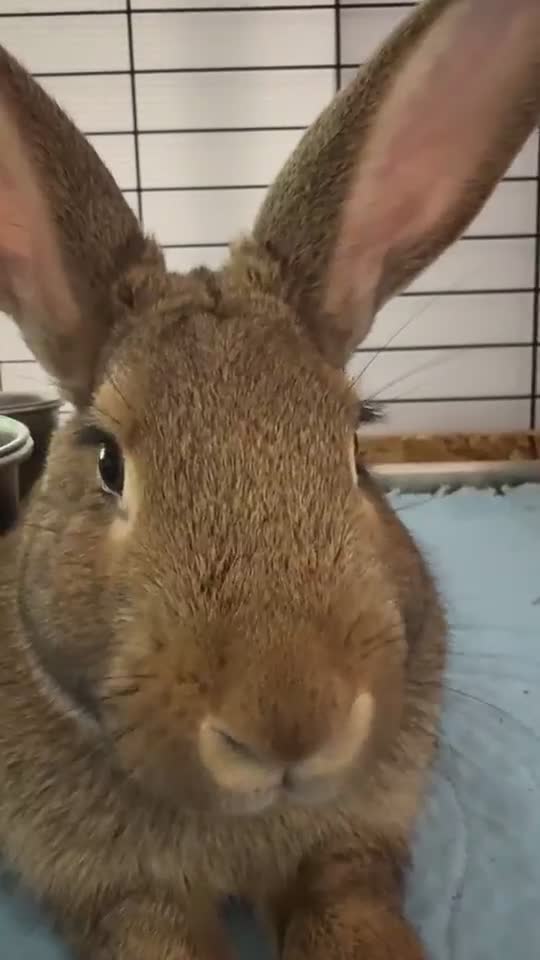 Inside the largest domestic rabbit rescue in the DMV area