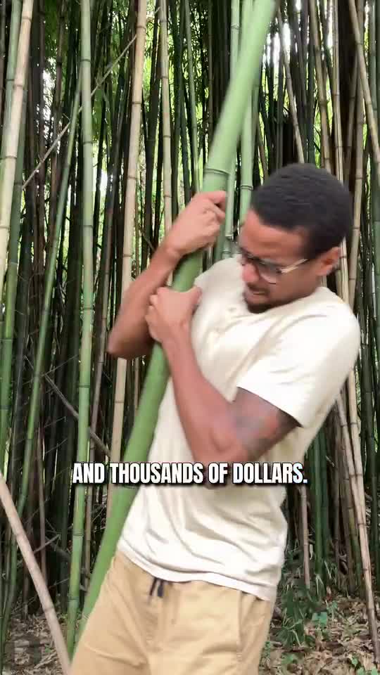 The Bamboo Wars of Montgomery County