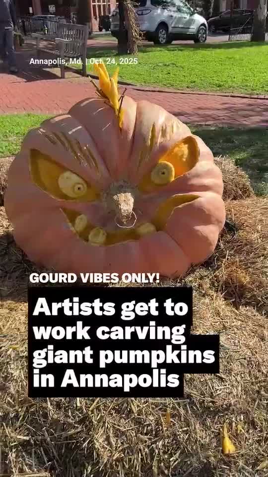 Giant gourds of Annapolis!