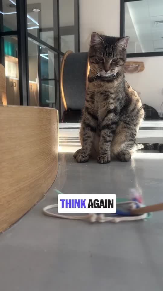 Kitty treadmills aren’t the only luxury in Howard County’s first cat café