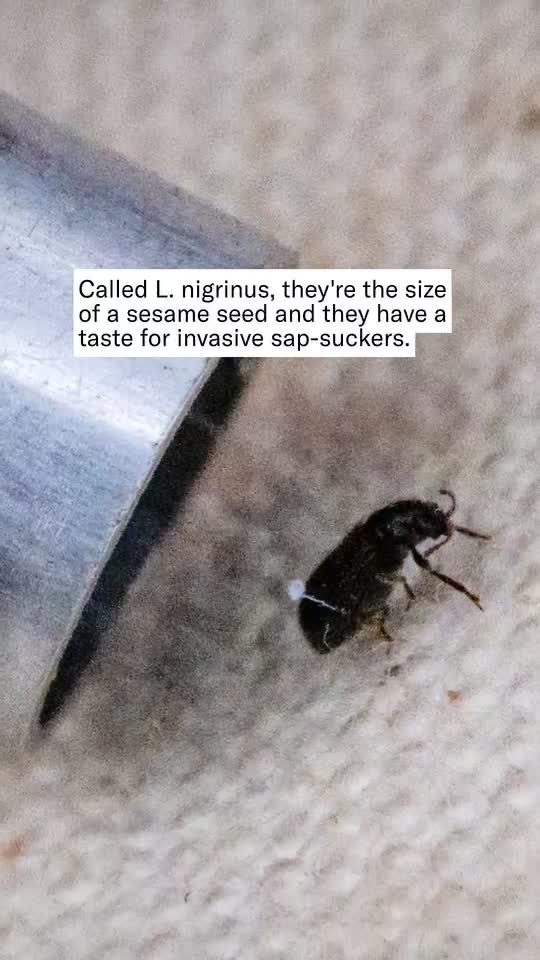 Meet the beetle brigade saving East Coast evergreens