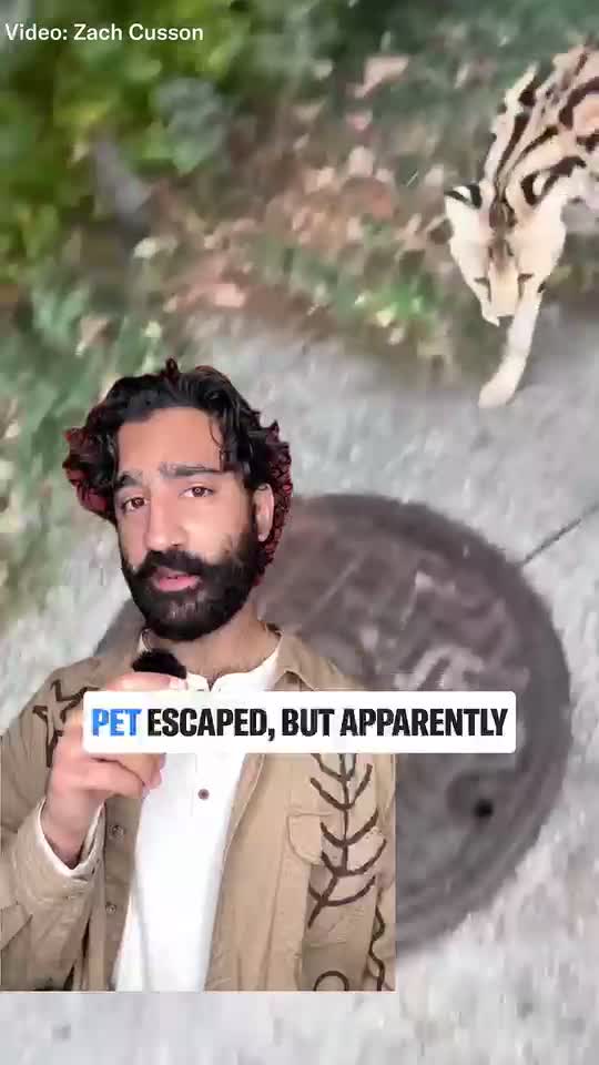 Why were exotic cats roaming around Baltimore?