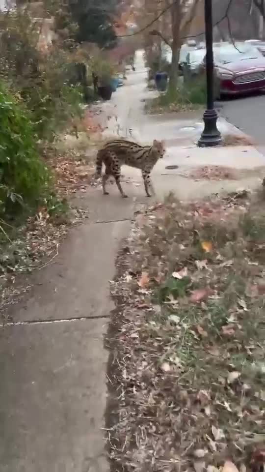 Zach Cusson filmed a serval roaming the streets in Reservoir Hill during a morning walk with his dog.